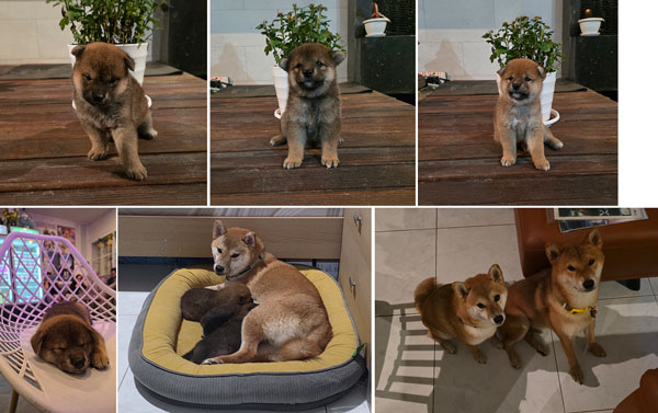 Shiba Inu Very High Quality