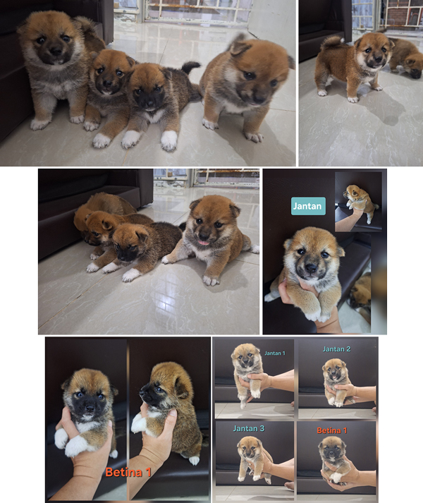 Dijual 4 Ekor Anakan Shiba Inu