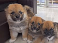 Dijual 4 Ekor Anakan Shiba Inu