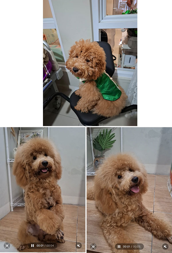 Dijual Poodle Bulu Lebat Harga Bersahabat