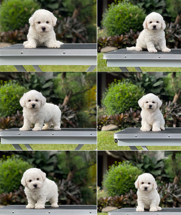 For Sale Puppy Male Female Bichon Frise