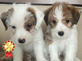 For Sale Jack Russell Terrier Puppies