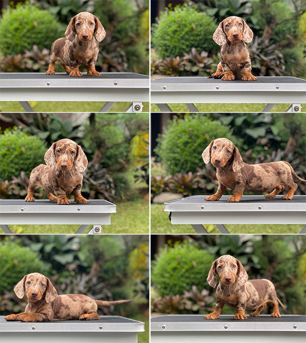 For Sale Puppy Male Female Dapple Dachshund