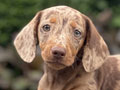 For Sale Puppy Male Female Dapple Dachshund