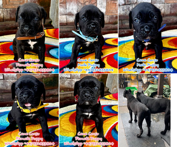 Jual Cane Corso Keturunan Import Champion