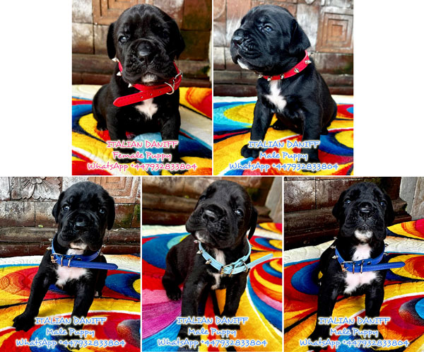 Majestic ITALIAN DANIFF Puppies - Cane Corso x Great Dane