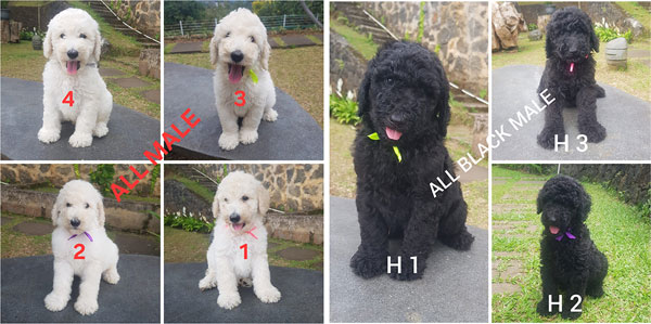 Jual Anakan Standard Poodle Harga Spesial