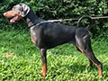 Dobermann Show Quality Female From Russia
