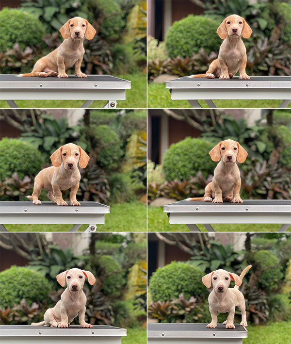 For Sale Puppy Male Female Dapple Dachshund