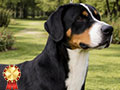 Ready For Sale – Swiss Mountain Dog