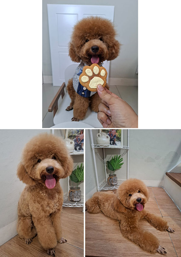 Dijual Toy Poodle Jantan, Bulu Lebat Harga Bersahabat