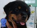 Jual Rottweiler Puppy Betina