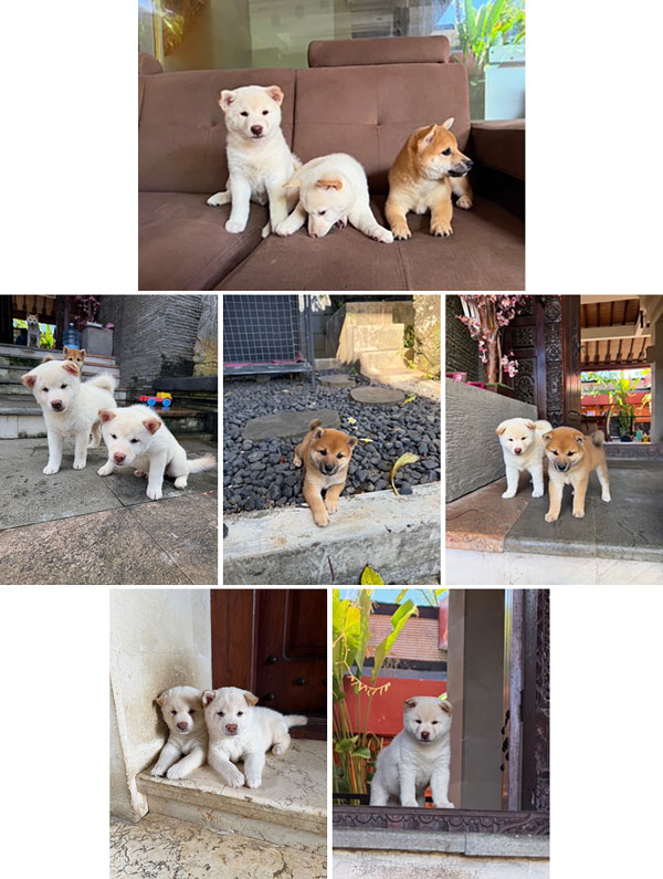 Jual Anakan Shiba Inu