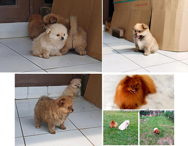 Jual Mini Pomeranian