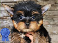 Dijual Anakan Yorkshire Terrier Jantan Betina