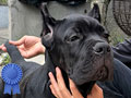 Jual Cane Corso Puppy
