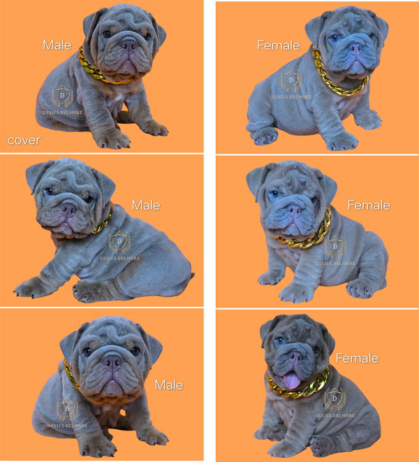 Premium Quality English Bulldog Puppies