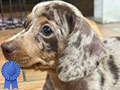 Jual Dachshund Jantan