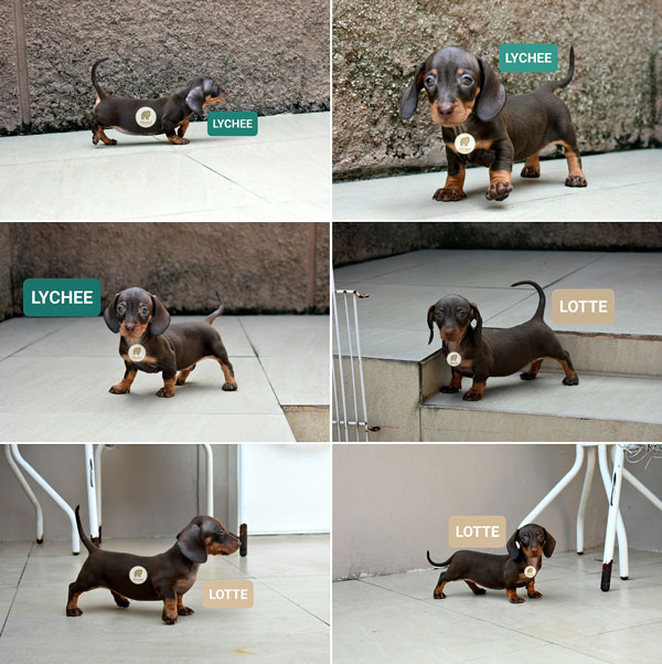 Jual 2 Ekor anakan Mini Dachshund Super Cute 