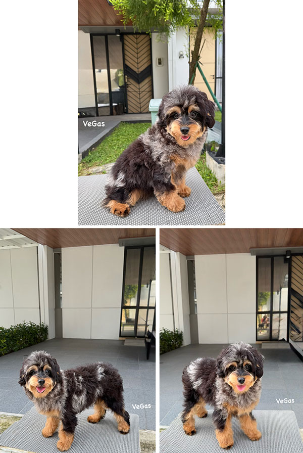 Dijual Calon Indukan Toy Poodle Exotic