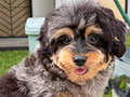 Dijual Calon Indukan Toy Poodle Exotic