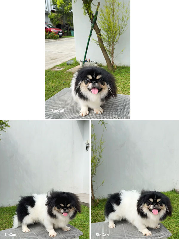 Dijual Calon Pejantan Pekingese