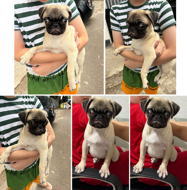 Dijual Cepat Murah Anakan Pug Betina