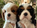 Cavalier King Charles Spaniel Good Quality