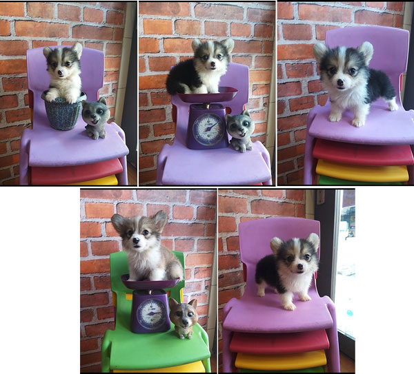 Jual Anak Anjing Pembroke Welsh Corgi 