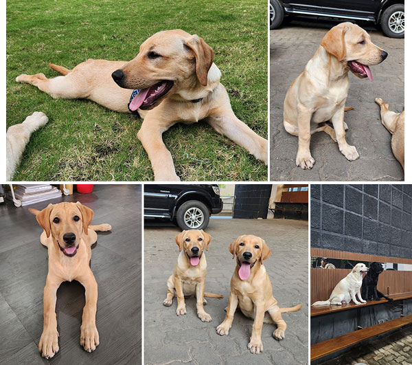 Adorable Yellow Labrador Puppies