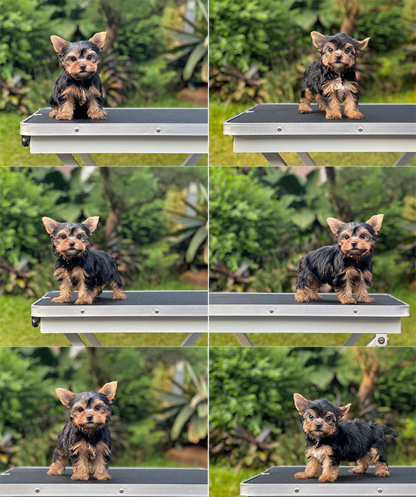 For Sale Puppy Female Super Mini Yorkshire Terrier