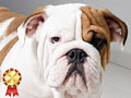 Dijual Anakan English Bulldog Kualitas Premium Terbaik