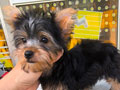 Jual Yorkshire Terrier