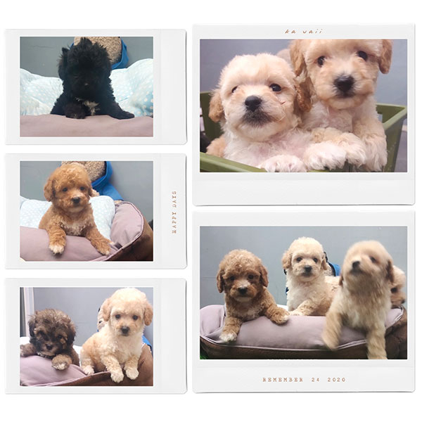 Cute Puppy Tiny Toy Poodle Bloodline Import Taiwan