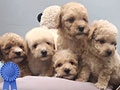 Cute Puppy Tiny Toy Poodle Bloodline Import Taiwan