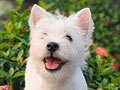 Puppy Male Female West Highland White Terrier