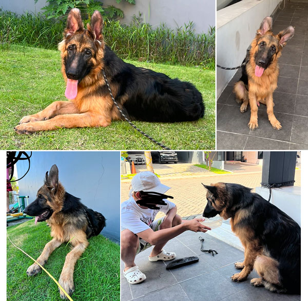 Jual Anjing Herder Jantan Showline