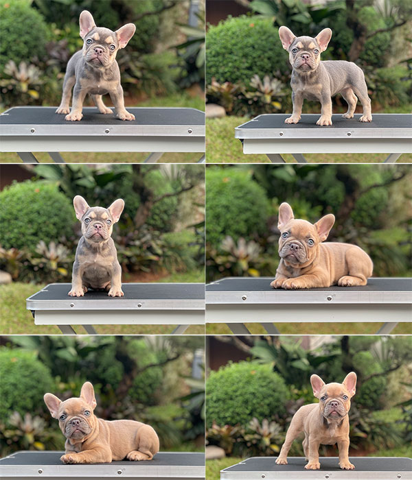 For Sale Puppy Female French Bulldog