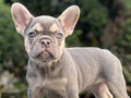 For Sale Puppy Female French Bulldog
