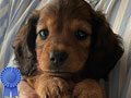 Mini Longhaired Dachshunds