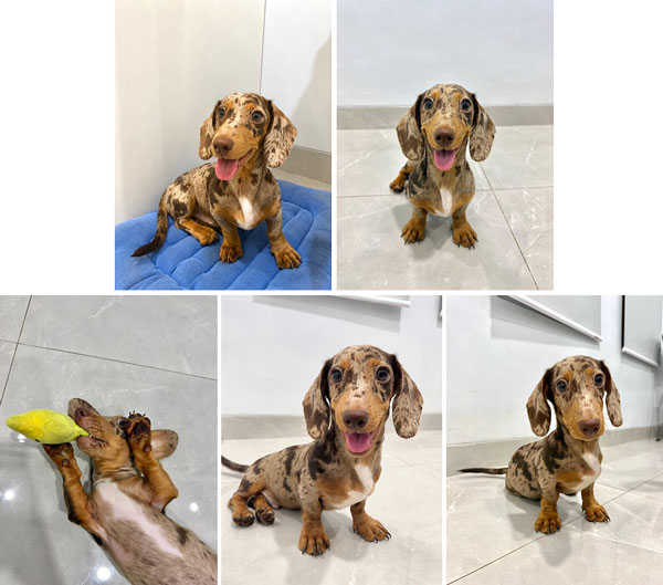 Jual Dachshund Mini Red Dapple