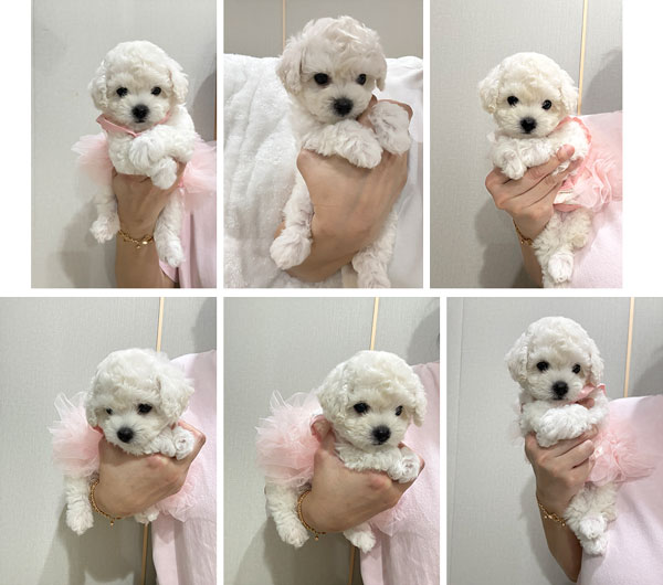 Bichon Frise Mini Korean Line High Quality