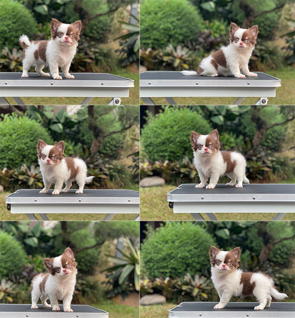 For Sale Puppy Female Mini Long Hair Chihuahua