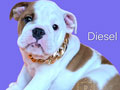 Premium Quality English Bulldog Puppies