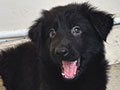 Jual Anjing German Shepherd Puppy