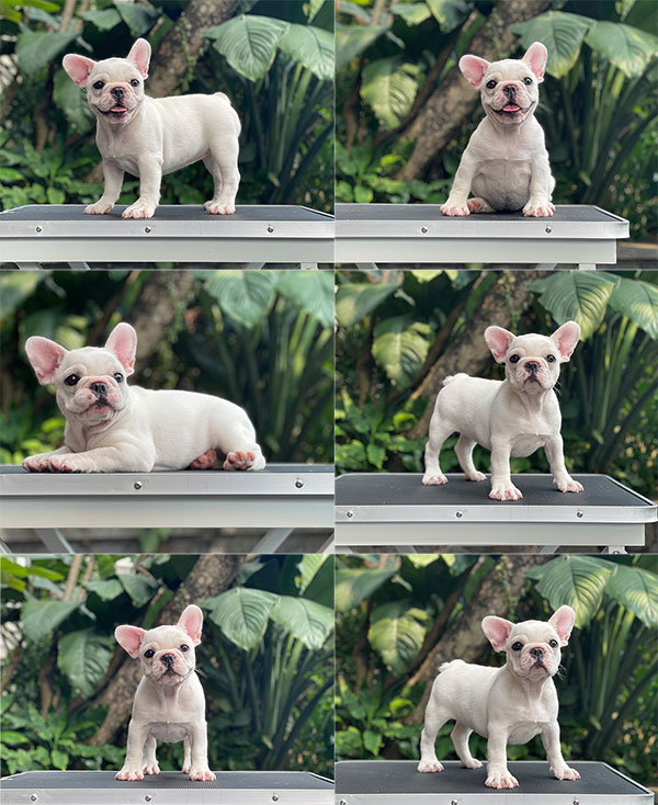 For Sale Puppy Female White French Bulldog