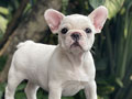 For Sale Puppy Female White French Bulldog