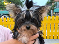 Jual Tea Cup Yorkshire Terrier Female 