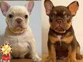 Exotic Color Frenchie
