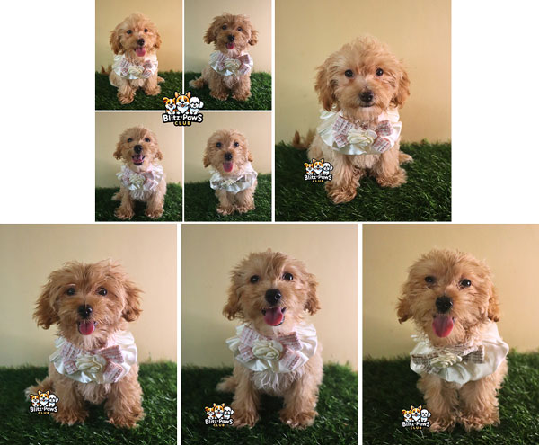 For Sale Puppy Male Female Maltipoo